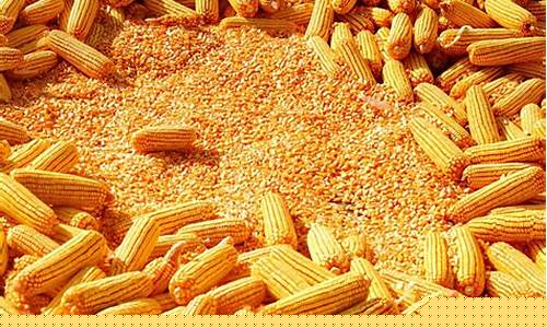 济宁玉米期货今日行情走势(玉米期货今日行情走势分析)_https://www.ccit-cctv.com_上交所_第1张