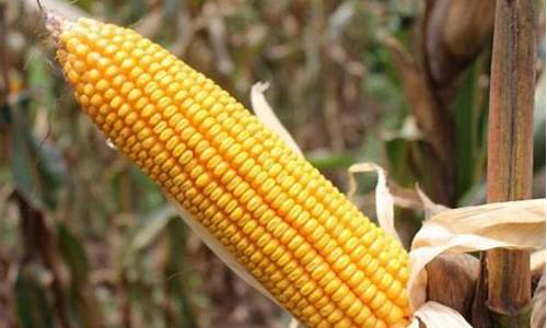 今曰武威玉米期货今日行情_上交所_第1张_财经网 今曰武威玉米期货今日行情_https://www.ccit-cctv.com_上交所_第1张