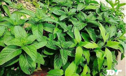 印度薄荷油期货行情英财(印度薄荷油最新行情英为)_https://www.ccit-cctv.com_上交所_第1张