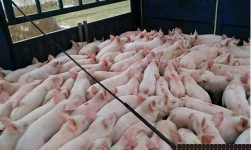 毛猪今日猪价生猪价格(毛猪今日猪价生猪价格图)_https://www.ccit-cctv.com_深交所_第1张