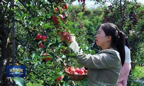 延安苹果期货直播(延安苹果期货直播间在哪)_https://www.ccit-cctv.com_北交所_第1张